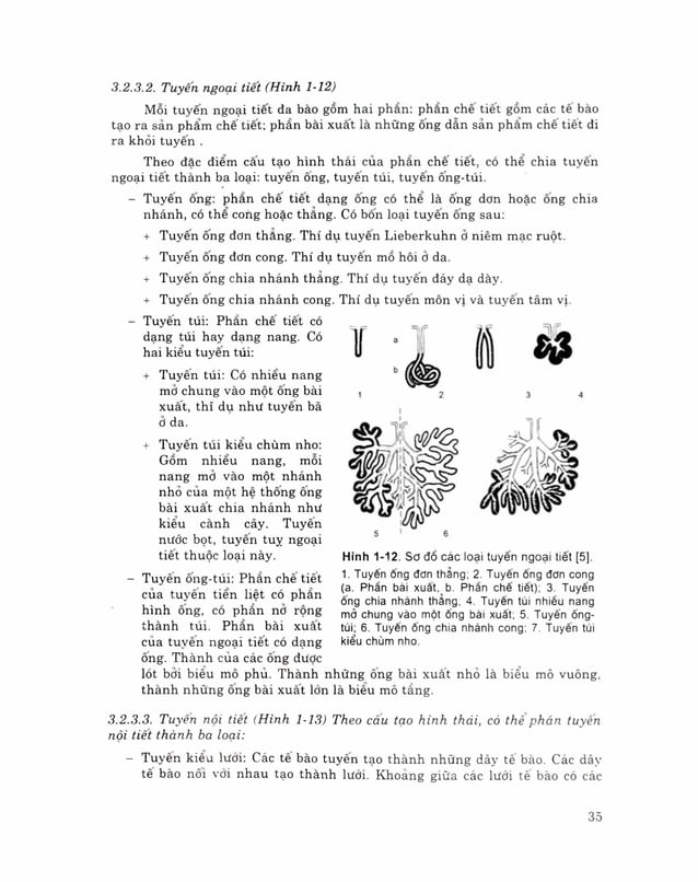 Mô phôi phần mô học byt | PDF