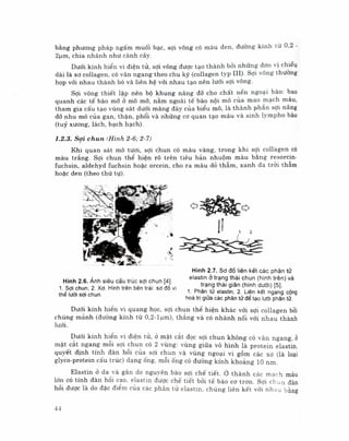 Mô phôi phần mô học byt | PDF