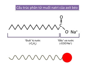 C
O-
O
Na+
Cấu trúc phân tử muối natri của axit béo
“Đầu” ưa nước
(-COO-Na+)
“Đuôi” kị nước
(-CxHy)
 