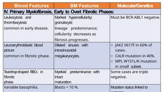 Blood Features BM Features Molecular/Genetics
IV. Primary Myelofibrosis, Early to Overt Fibrotic Phases:
Leukocytosis and
thrombocytosis
common in early disease.
Marked hypercellularity;
granulocytic
lineage predominance;
cellularity decreases as
fibrosis progresses.
Must be BCR-ABL1 negative.
Leucoerythroblastic blood
picture
common in fibrotic phase.
Dilated sinuses with
intrasinusoidal
megakaryocytes.
o JAK2 V617F in 60% of
cases.
o CALR mutation in 40%.
o MPL W151L/K mutation
in small subset.
Teardrop-shaped RBCs in
fibrotic
phase.
Myeloid predominance with
intact
maturation
Some cases are triple
negative.
Variable basophilia. Blasts < 10 %. Mutationstatus linked to
 