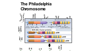 The Philadelphia
Chromosome
 