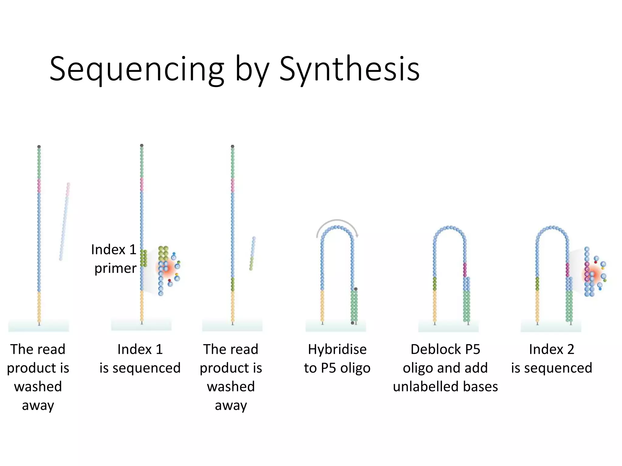Sequencing by Synthesis
The read
product is
washed
away
Index 1
is sequenced
The read
product is
washed
away
Index 1
primer
Hybridise
to P5 oligo
Deblock P5
oligo and add
unlabelled bases
Index 2
is sequenced
 