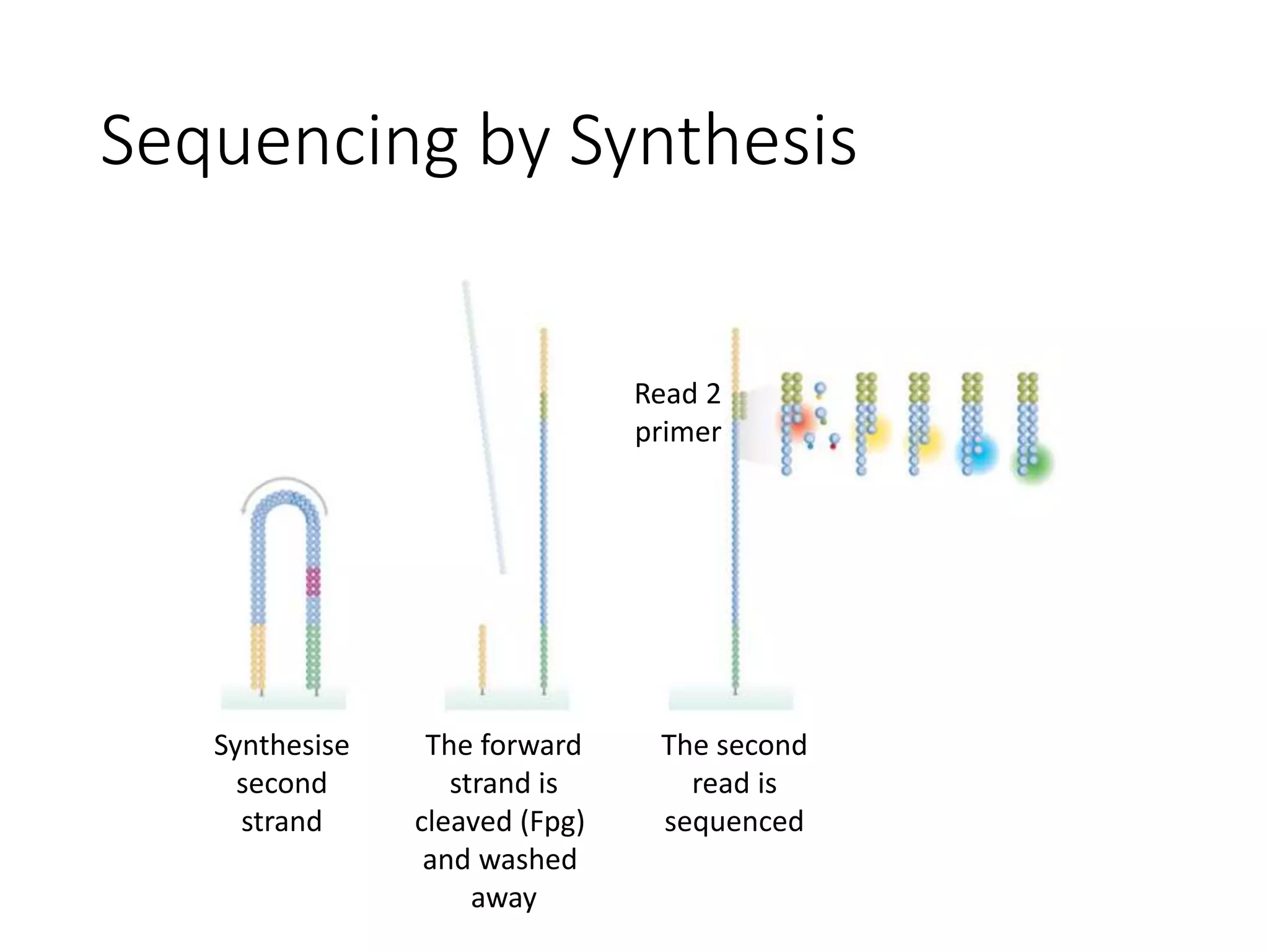 Sequencing by Synthesis
Synthesise
second
strand
The forward
strand is
cleaved (Fpg)
and washed
away
The second
read is
sequenced
Read 2
primer
 