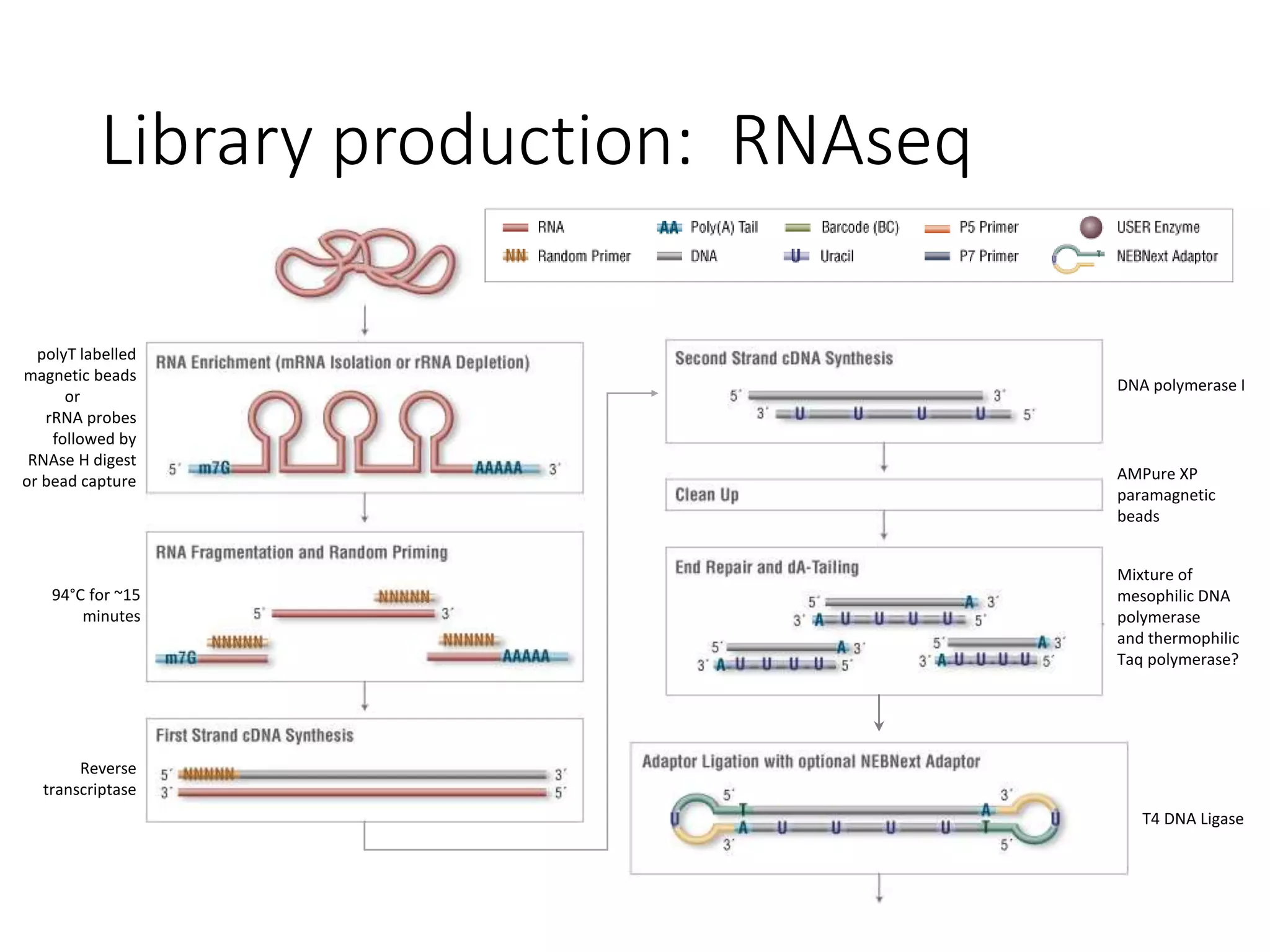 Library production: RNAseq
Mixture of
mesophilic DNA
polymerase
and thermophilic
Taq polymerase?
polyT labelled
magnetic beads
or
rRNA probes
followed by
RNAse H digest
or bead capture
94°C for ~15
minutes
Reverse
transcriptase
DNA polymerase I
AMPure XP
paramagnetic
beads
T4 DNA Ligase
 