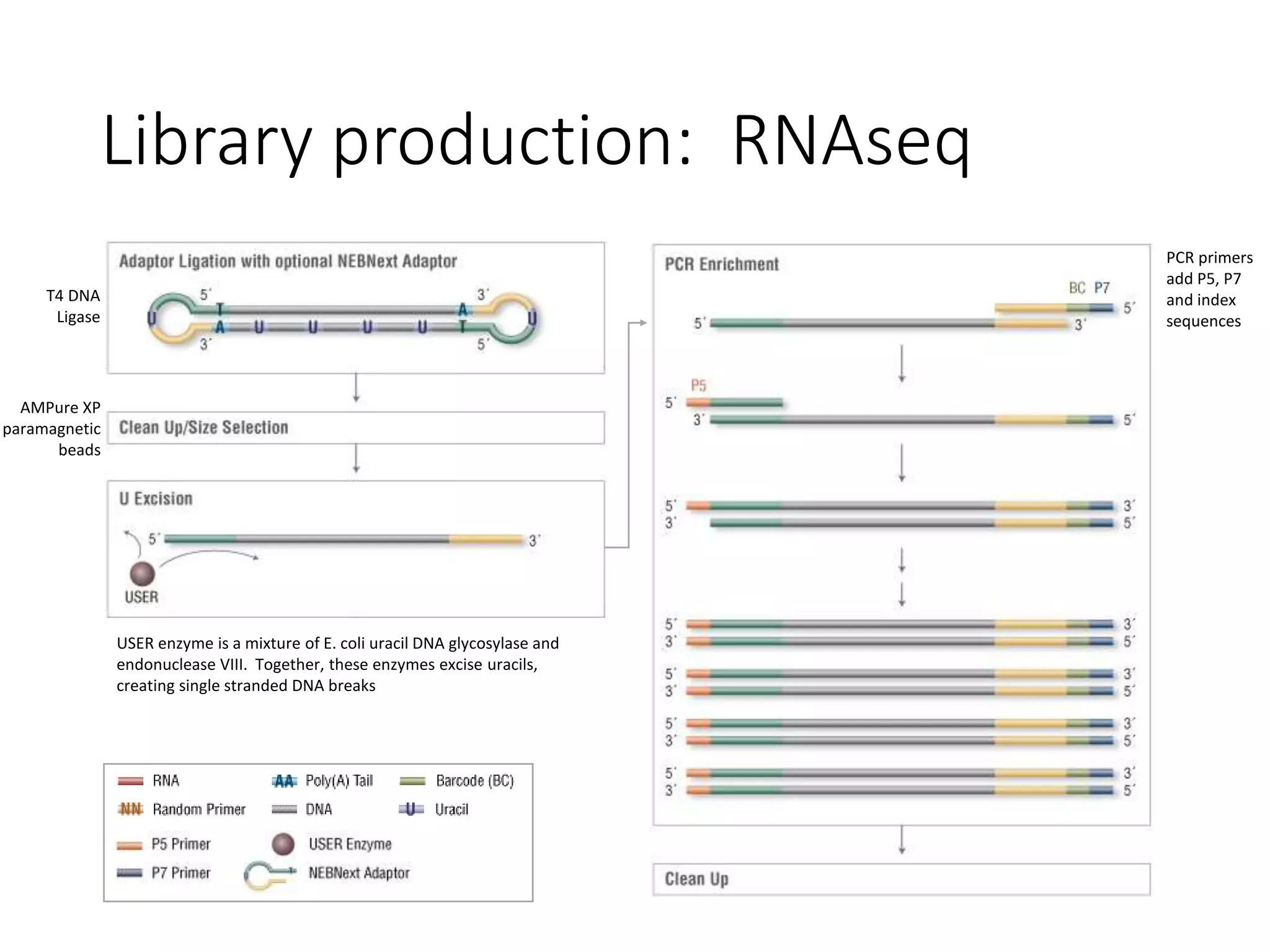 Library production: RNAseq
PCR primers
add P5, P7
and index
sequences
AMPure XP
paramagnetic
beads
T4 DNA
Ligase
USER enzyme is a mixture of E. coli uracil DNA glycosylase and
endonuclease VIII. Together, these enzymes excise uracils,
creating single stranded DNA breaks
 