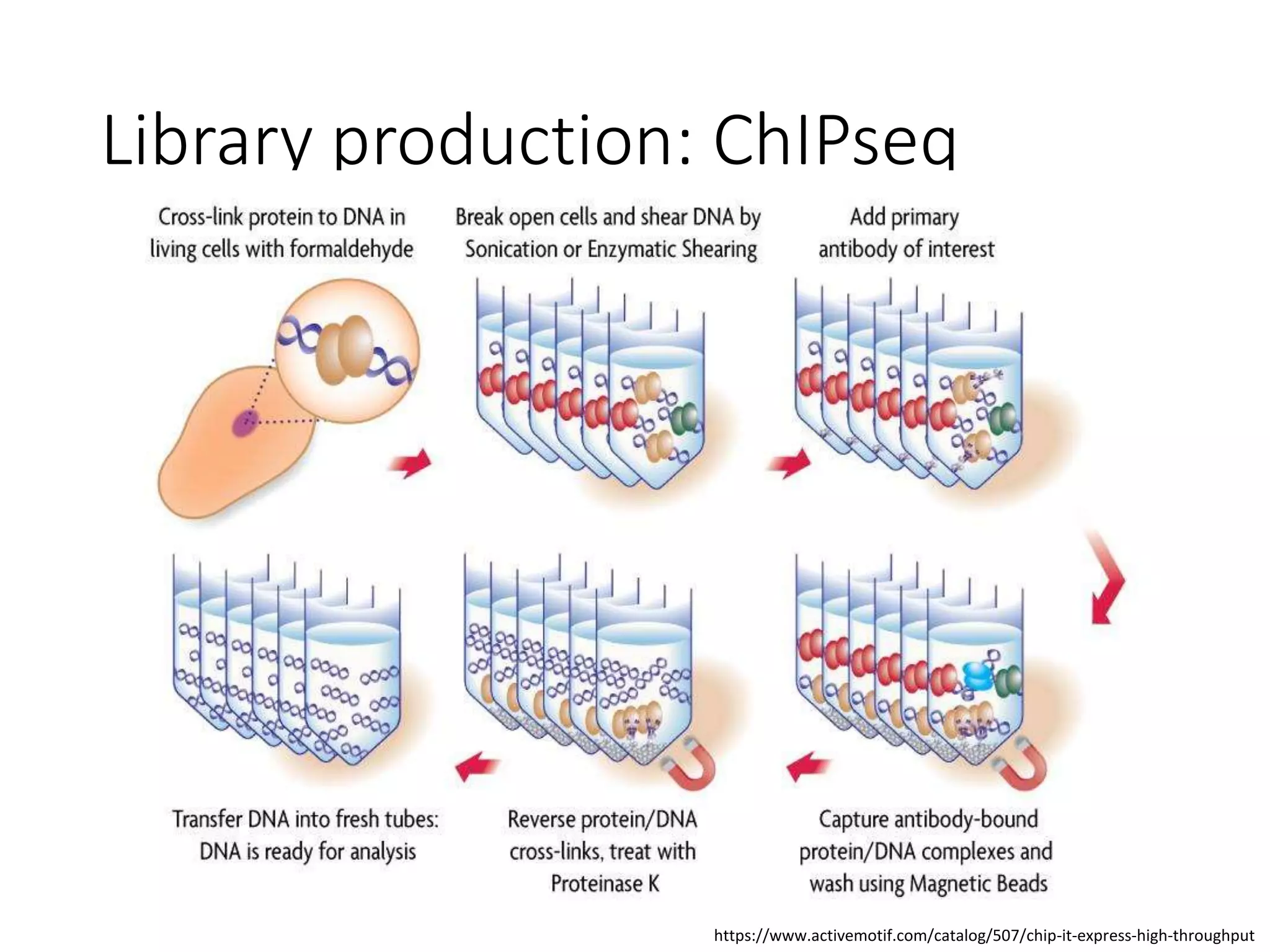 Library production: ChIPseq
https://www.activemotif.com/catalog/507/chip-it-express-high-throughput
 