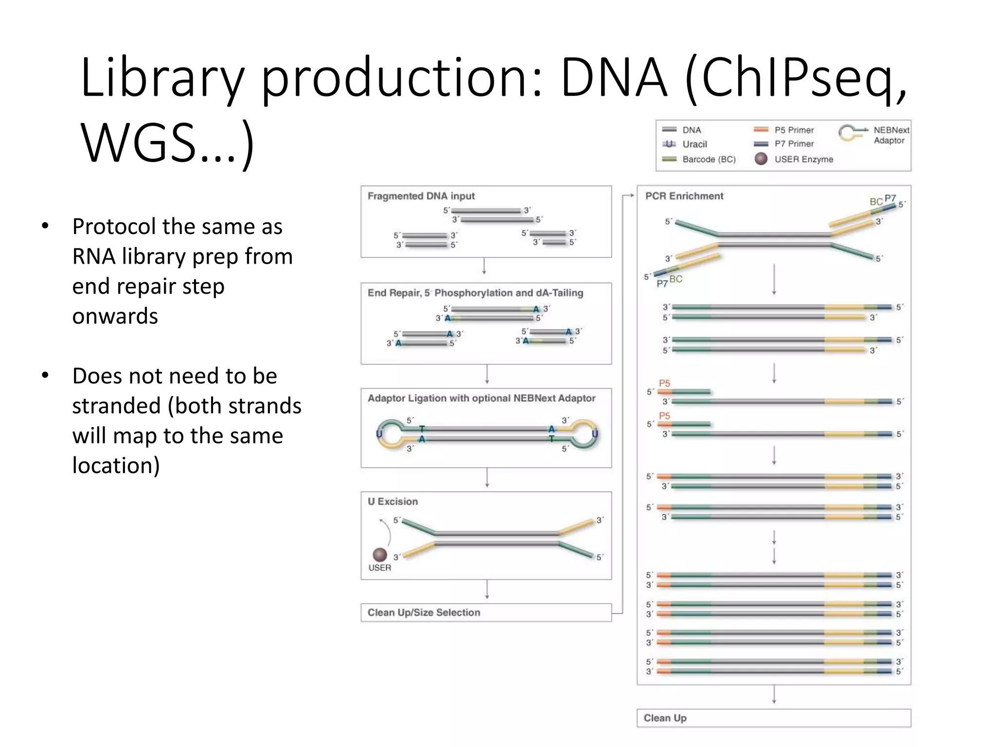 Library production: DNA (ChIPseq,
WGS…)
• Protocol the same as
RNA library prep from
end repair step
onwards
• Does not need to be
stranded (both strands
will map to the same
location)
 