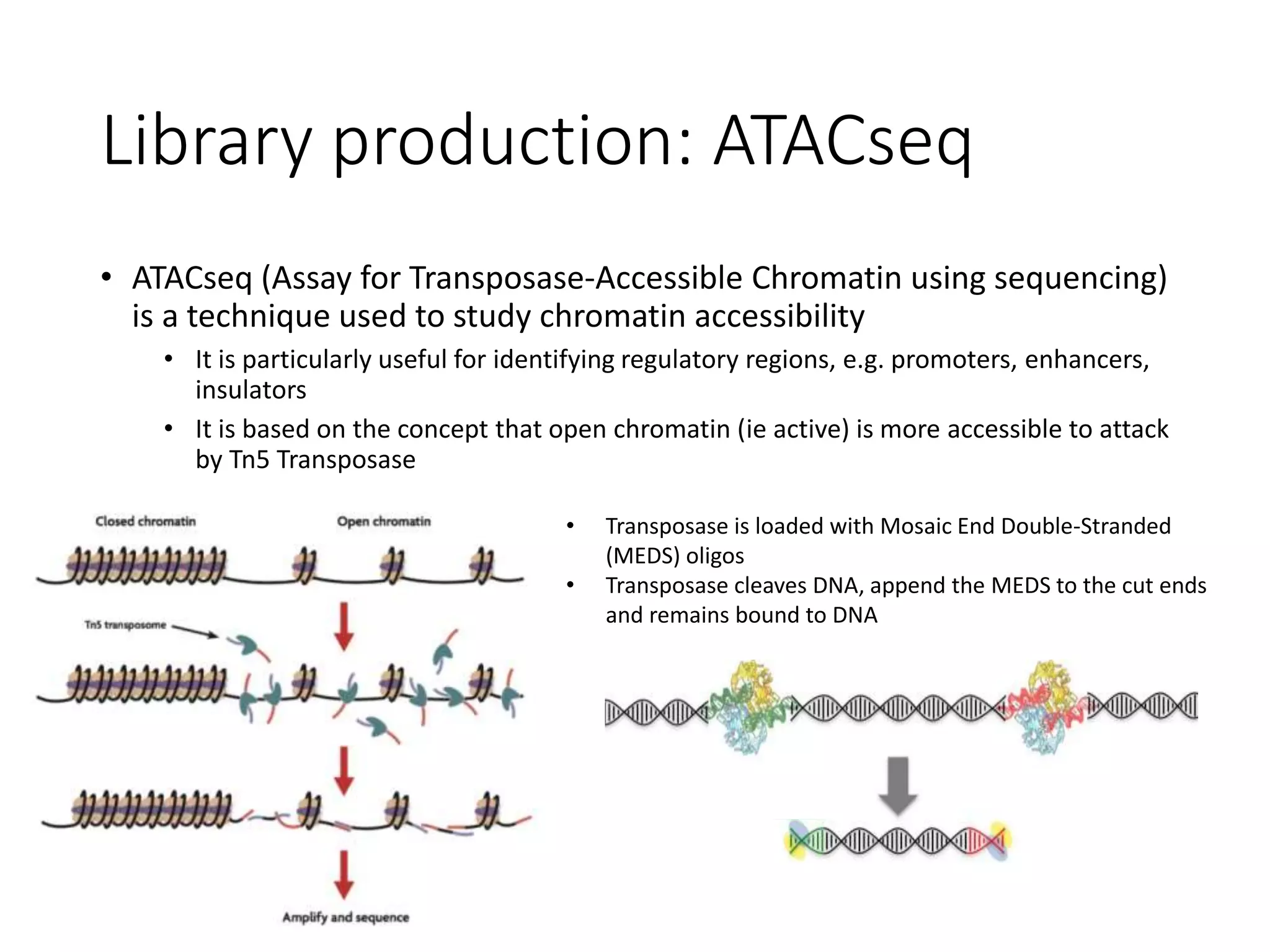 Library production: ATACseq
• ATACseq (Assay for Transposase-Accessible Chromatin using sequencing)
is a technique used to study chromatin accessibility
• It is particularly useful for identifying regulatory regions, e.g. promoters, enhancers,
insulators
• It is based on the concept that open chromatin (ie active) is more accessible to attack
by Tn5 Transposase
• Transposase is loaded with Mosaic End Double-Stranded
(MEDS) oligos
• Transposase cleaves DNA, append the MEDS to the cut ends
and remains bound to DNA
 