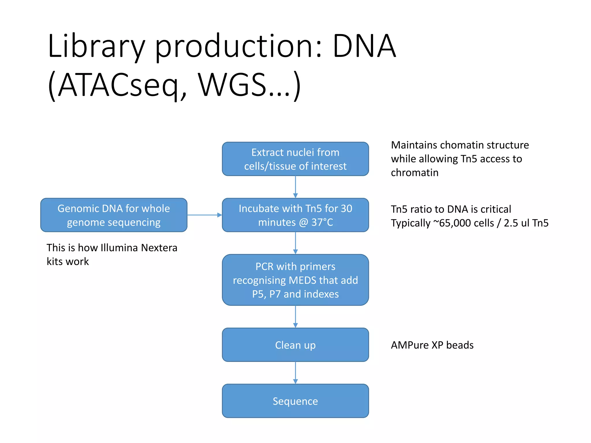 Library production: DNA
(ATACseq, WGS…)
Extract nuclei from
cells/tissue of interest
Incubate with Tn5 for 30
minutes @ 37°C
Maintains chomatin structure
while allowing Tn5 access to
chromatin
PCR with primers
recognising MEDS that add
P5, P7 and indexes
Tn5 ratio to DNA is critical
Typically ~65,000 cells / 2.5 ul Tn5
Clean up AMPure XP beads
Sequence
Genomic DNA for whole
genome sequencing
This is how Illumina Nextera
kits work
 