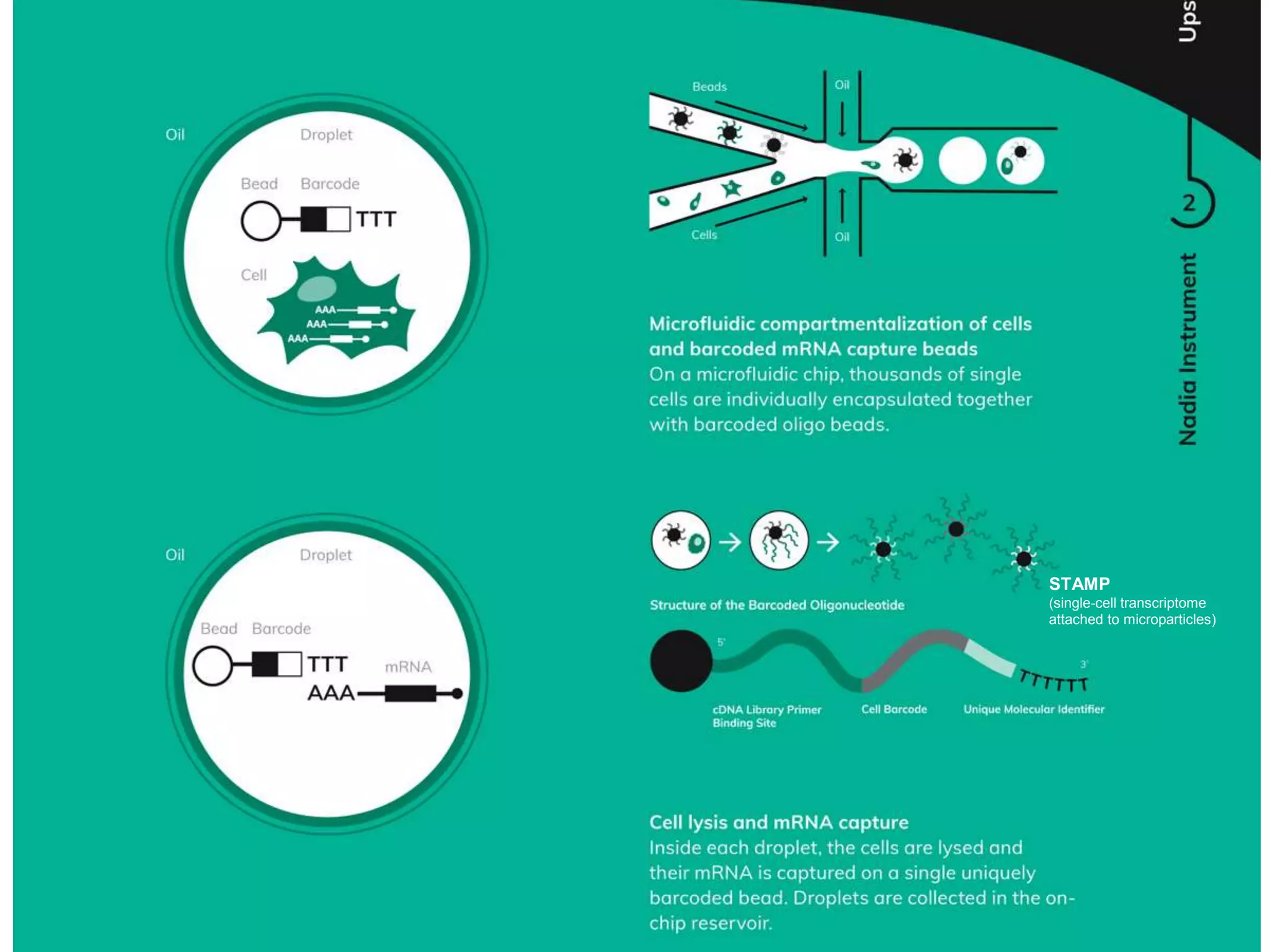 STAMP
(single-cell transcriptome
attached to microparticles)
 