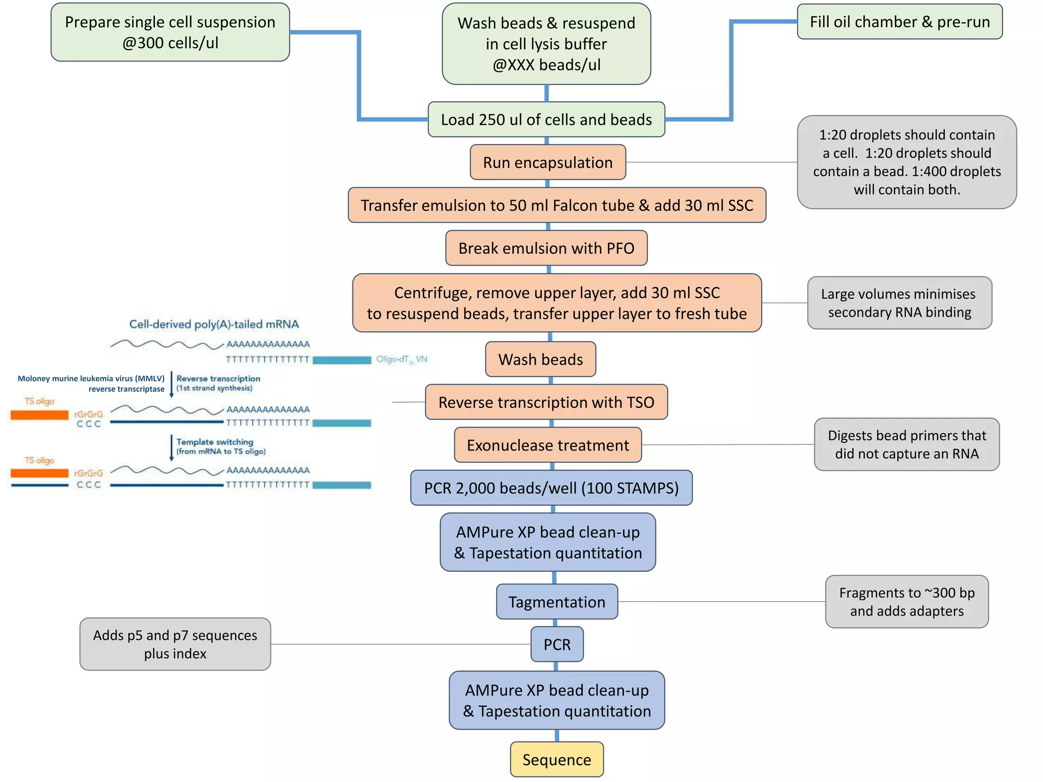 Prepare single cell suspension
@300 cells/ul
Wash beads & resuspend
in cell lysis buffer
@XXX beads/ul
Fill oil chamber & pre-run
Load 250 ul of cells and beads
Run encapsulation
Transfer emulsion to 50 ml Falcon tube & add 30 ml SSC
Break emulsion with PFO
Centrifuge, remove upper layer, add 30 ml SSC
to resuspend beads, transfer upper layer to fresh tube
Wash beads
Reverse transcription with TSO
Exonuclease treatment
PCR 2,000 beads/well (100 STAMPS)
AMPure XP bead clean-up
& Tapestation quantitation
Tagmentation
PCR
AMPure XP bead clean-up
& Tapestation quantitation
Sequence
1:20 droplets should contain
a cell. 1:20 droplets should
contain a bead. 1:400 droplets
will contain both.
Digests bead primers that
did not capture an RNA
Fragments to ~300 bp
and adds adapters
Moloney murine leukemia virus (MMLV)
reverse transcriptase
Adds p5 and p7 sequences
plus index
Large volumes minimises
secondary RNA binding
 