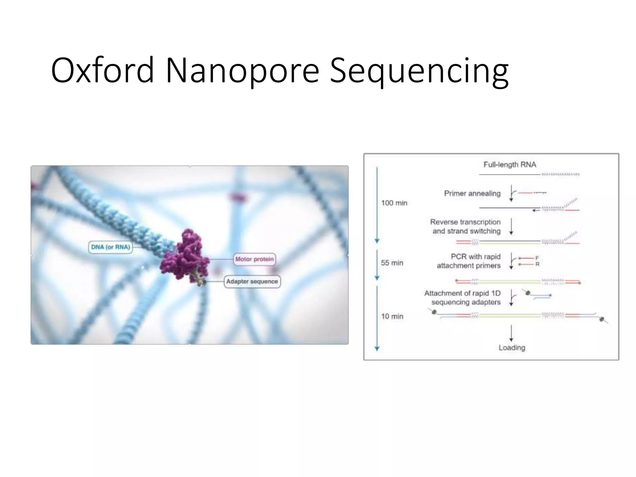 Oxford Nanopore Sequencing
 