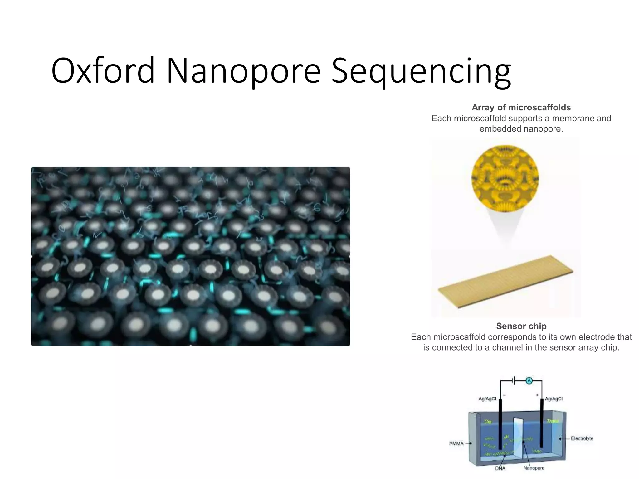 Oxford Nanopore Sequencing
Array of microscaffolds
Each microscaffold supports a membrane and
embedded nanopore.
Sensor chip
Each microscaffold corresponds to its own electrode that
is connected to a channel in the sensor array chip.
 