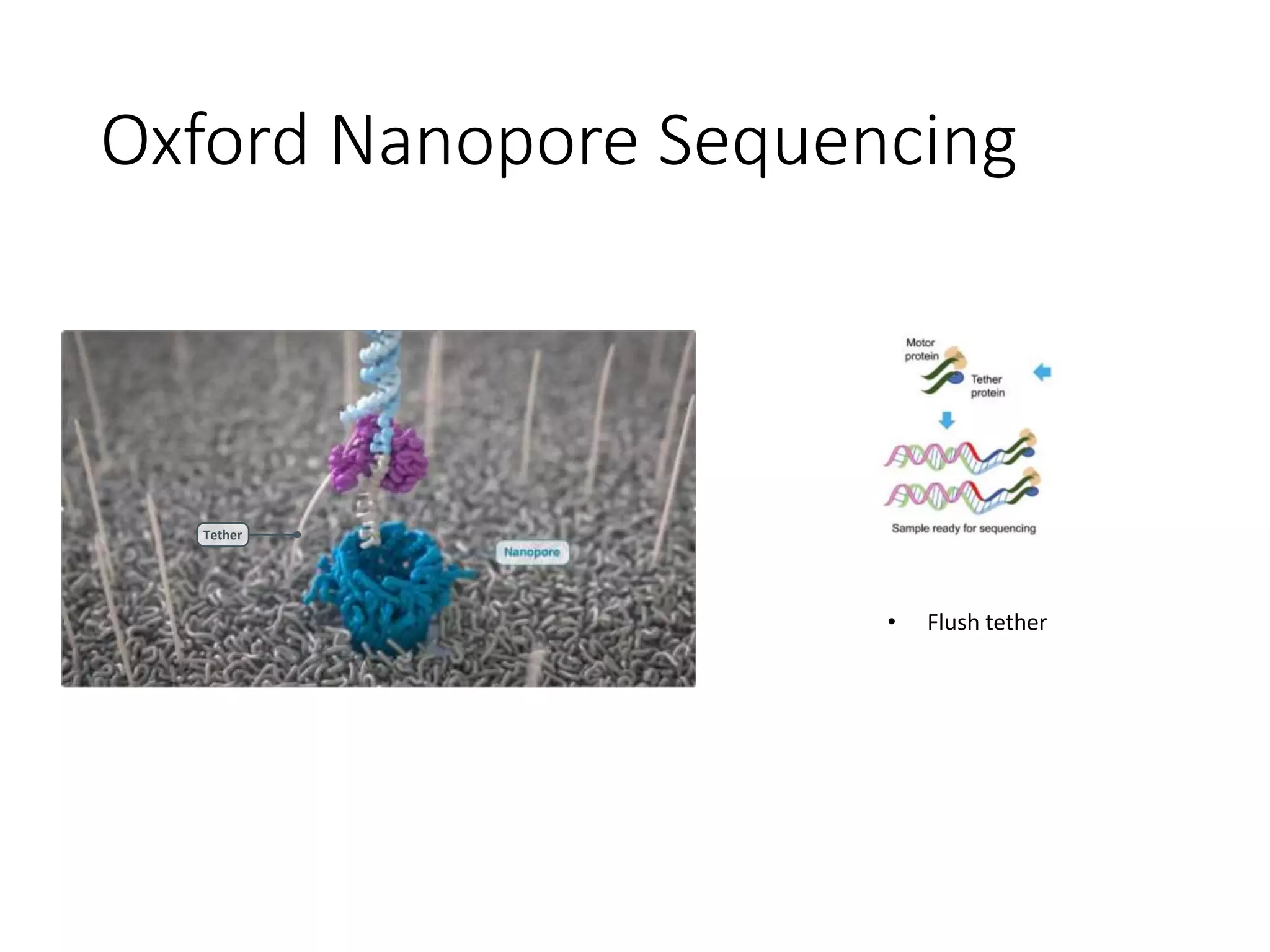 Oxford Nanopore Sequencing
Tether
• Flush tether
 