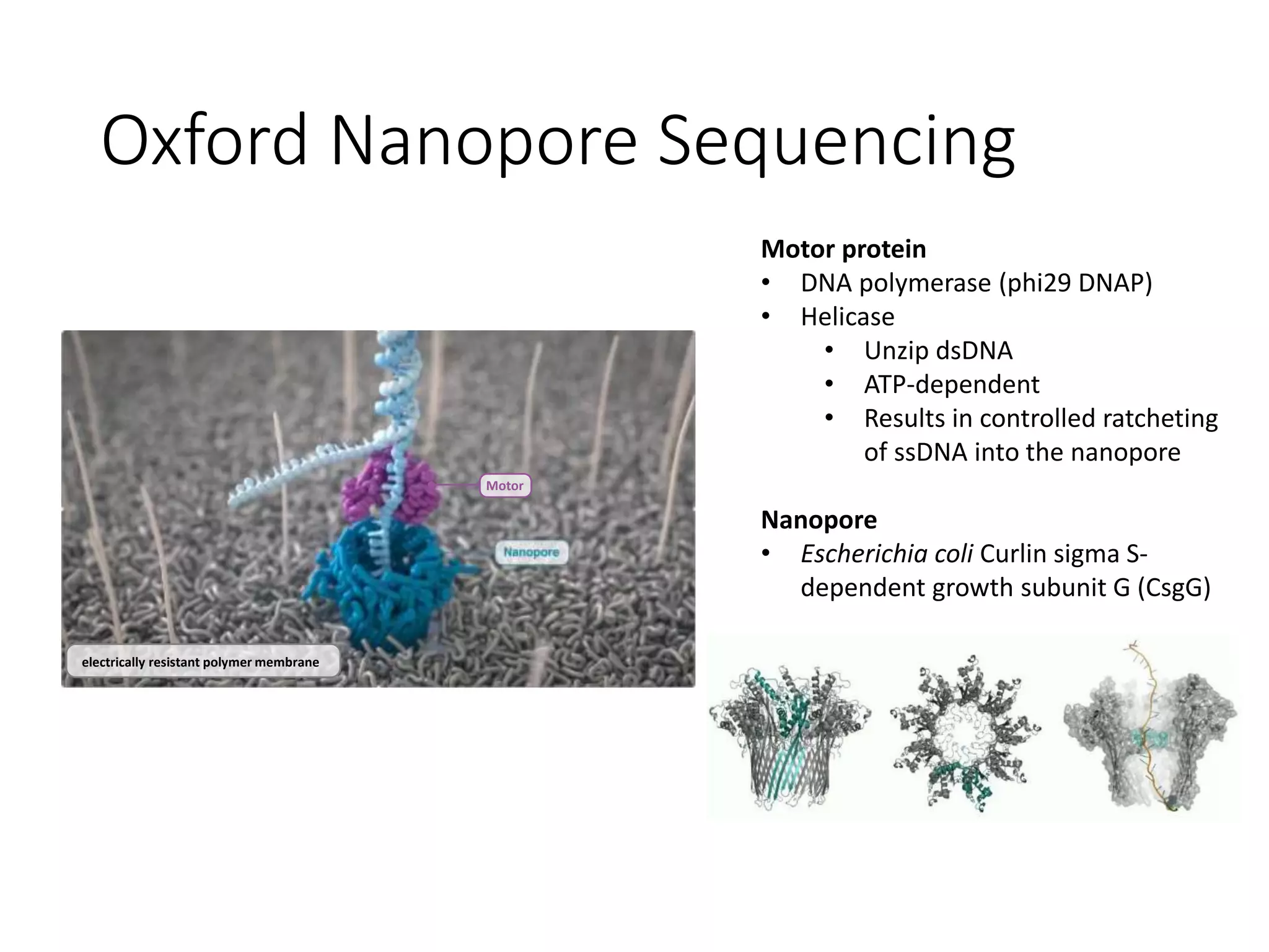Oxford Nanopore Sequencing
Motor
Motor protein
• DNA polymerase (phi29 DNAP)
• Helicase
• Unzip dsDNA
• ATP-dependent
• Results in controlled ratcheting
of ssDNA into the nanopore
Nanopore
• Escherichia coli Curlin sigma S-
dependent growth subunit G (CsgG)
electrically resistant polymer membrane
 