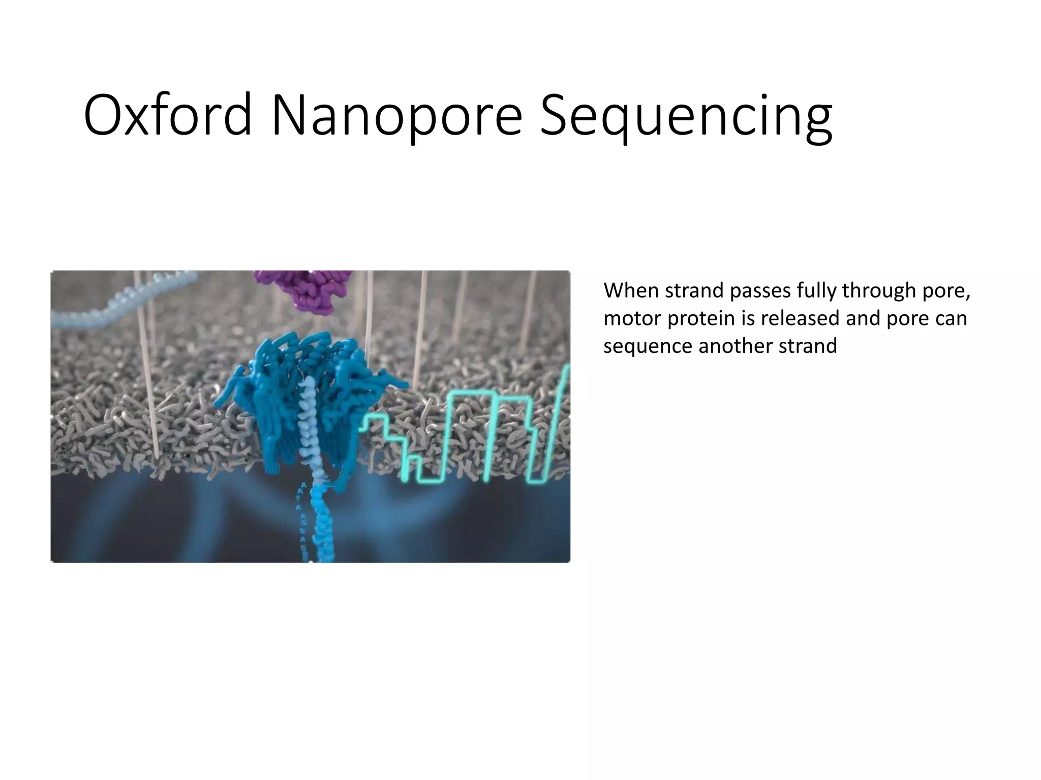 Oxford Nanopore Sequencing
When strand passes fully through pore,
motor protein is released and pore can
sequence another strand
 