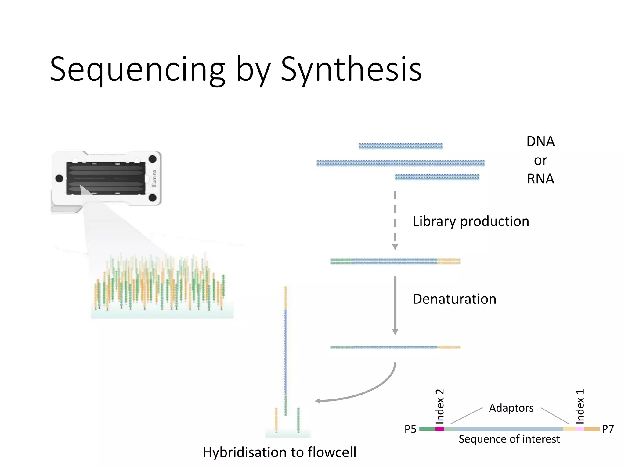 Sequencing by Synthesis
DNA
or
RNA
Library production
Denaturation
Hybridisation to flowcell
P5
Index
2
Index
1
P7
Adaptors
Sequence of interest
 