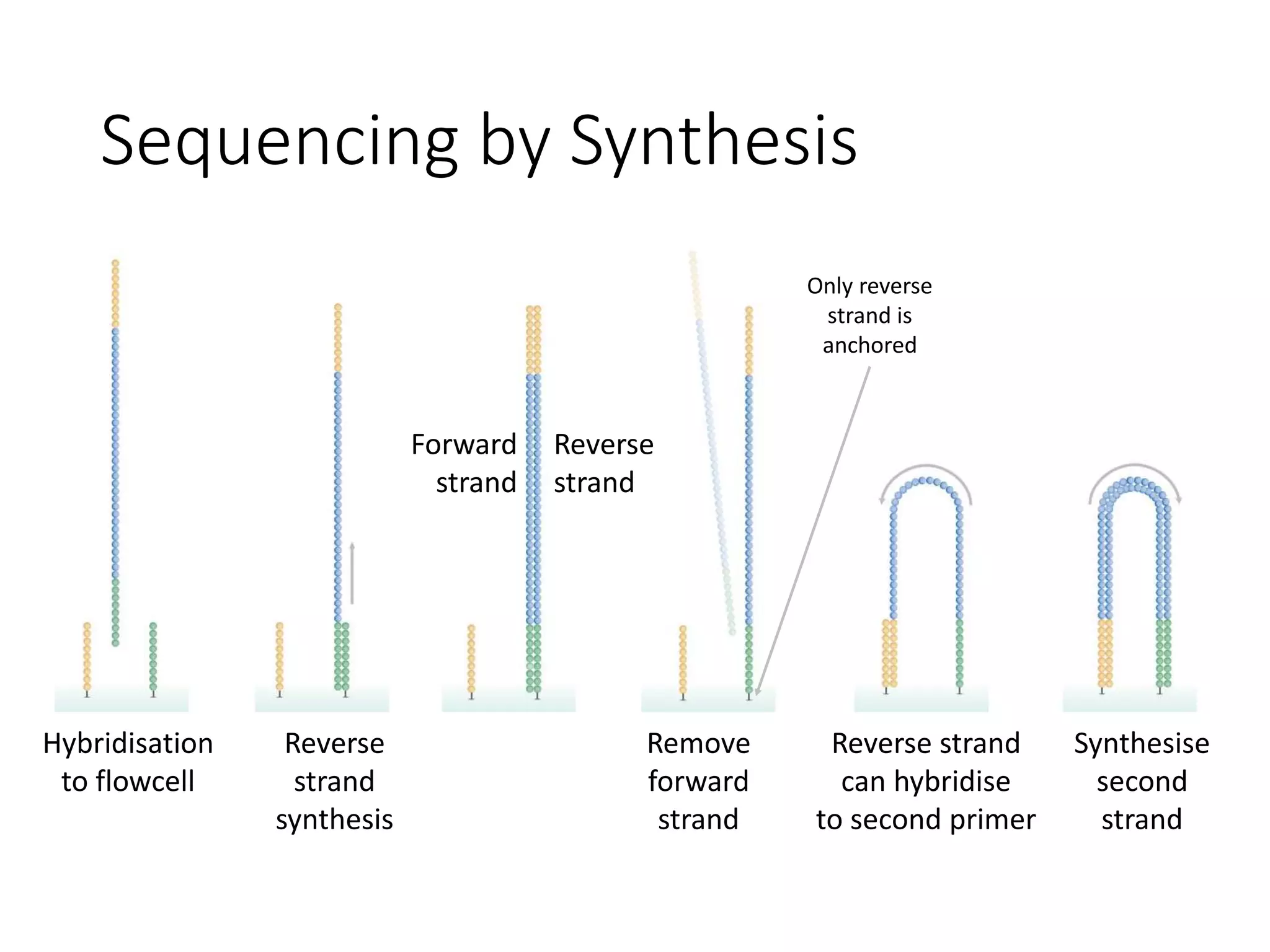 Sequencing by Synthesis
Hybridisation
to flowcell
Reverse
strand
synthesis
Forward
strand
Reverse
strand
Remove
forward
strand
Only reverse
strand is
anchored
Reverse strand
can hybridise
to second primer
Synthesise
second
strand
 