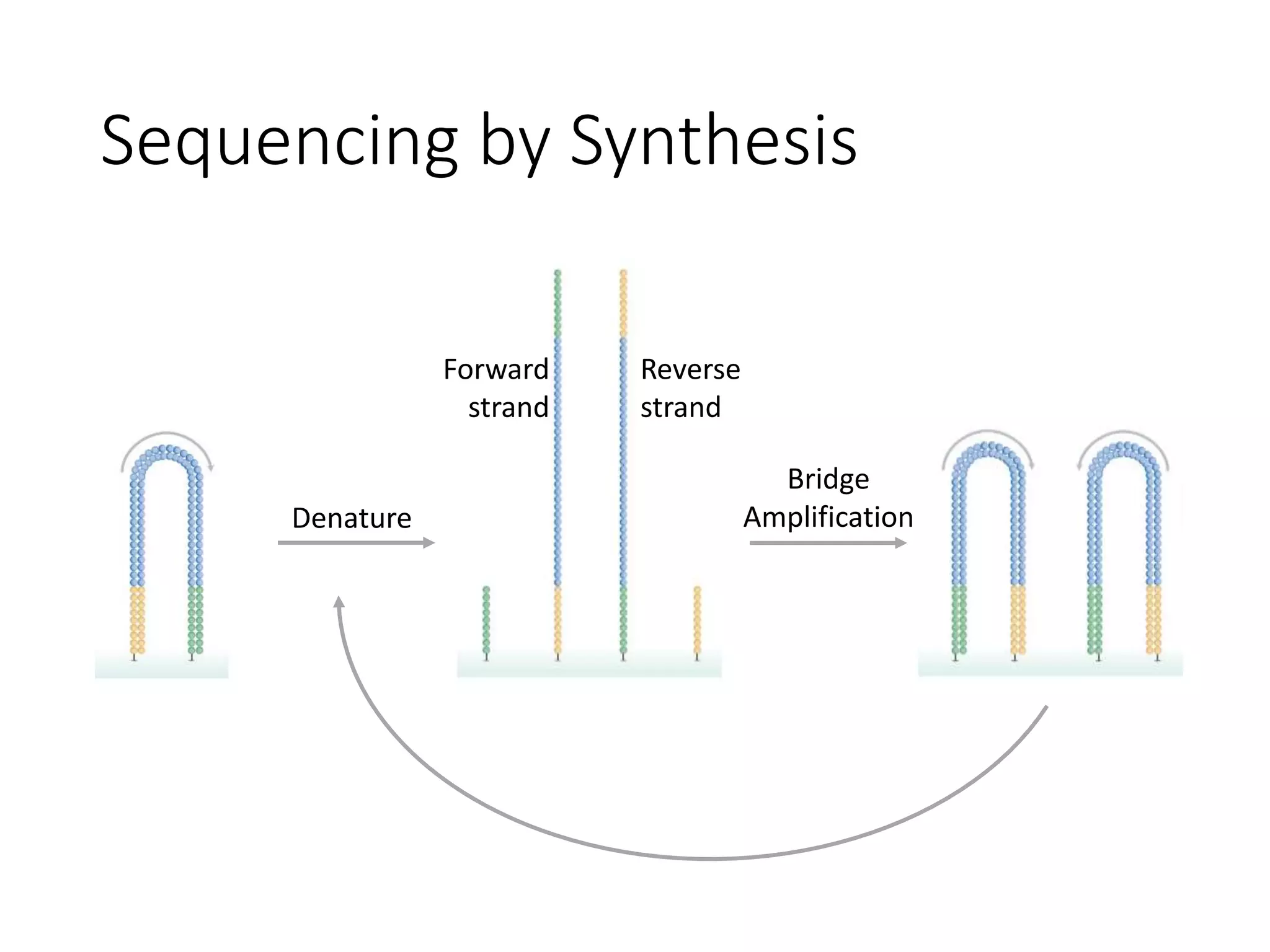 Sequencing by Synthesis
Denature
Forward
strand
Reverse
strand
Bridge
Amplification
 