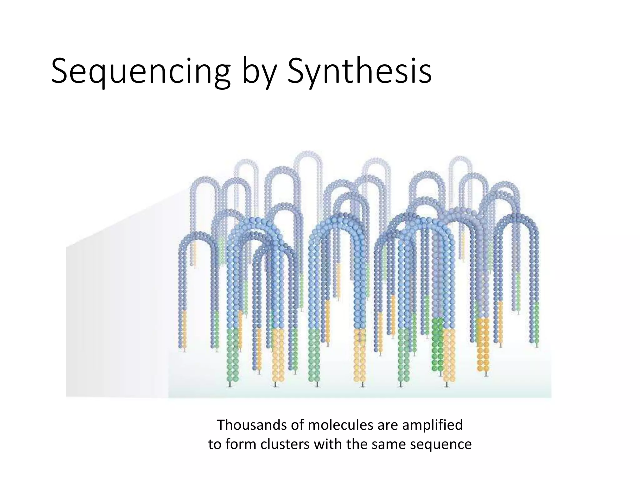 Sequencing by Synthesis
Thousands of molecules are amplified
to form clusters with the same sequence
 