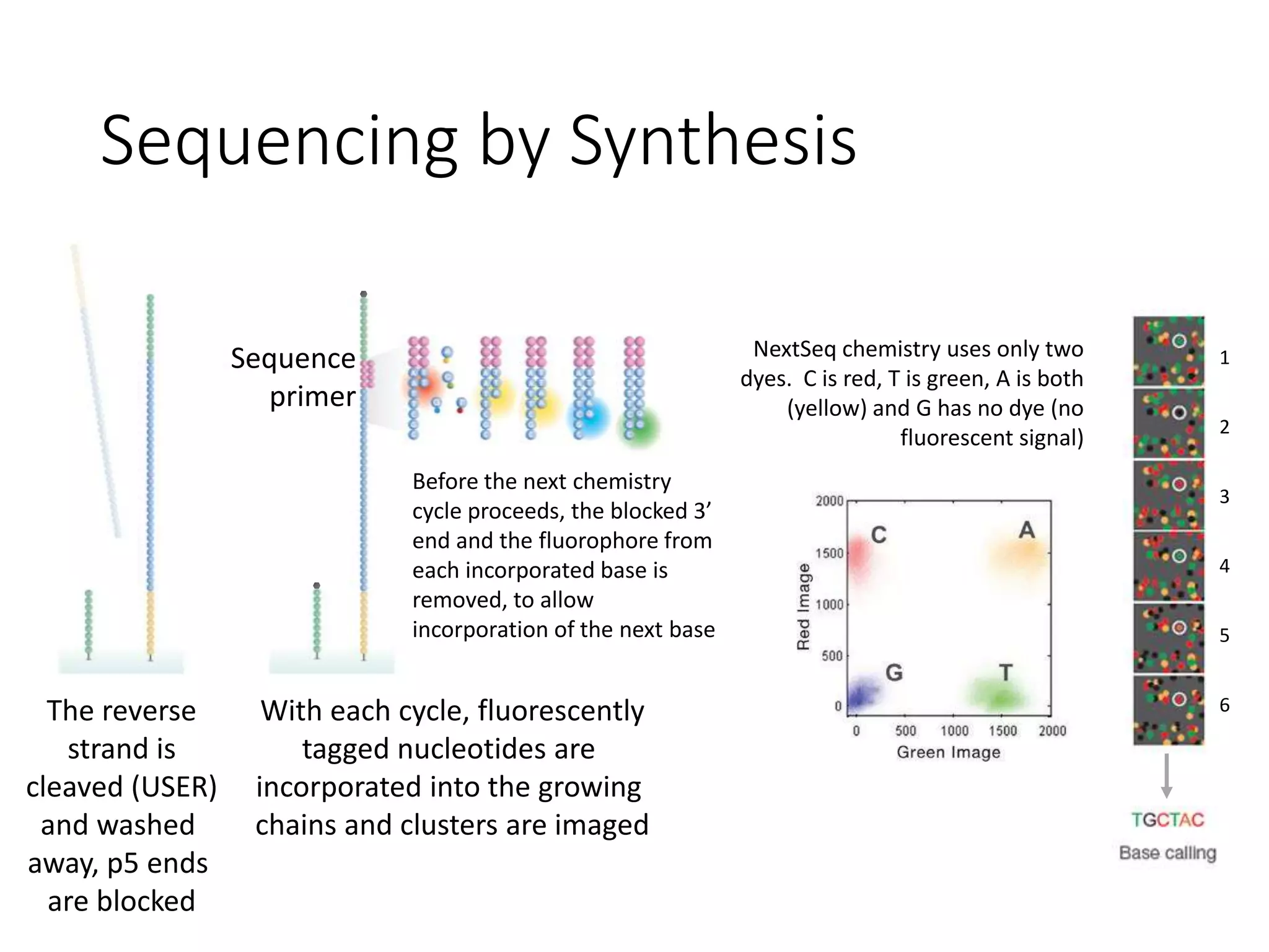 The reverse
strand is
cleaved (USER)
and washed
away, p5 ends
are blocked
Sequence
primer
With each cycle, fluorescently
tagged nucleotides are
incorporated into the growing
chains and clusters are imaged
Before the next chemistry
cycle proceeds, the blocked 3’
end and the fluorophore from
each incorporated base is
removed, to allow
incorporation of the next base
NextSeq chemistry uses only two
dyes. C is red, T is green, A is both
(yellow) and G has no dye (no
fluorescent signal)
Sequencing by Synthesis
1
2
3
4
5
6
 