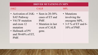 DRIVER MUTATIONS IN MPN
JAK2 CALR MPL
• Activation of JAK-
SAT Pathway
• V617F mutation
and exon 12
mutation
• Hallmark of PV
and 50-60% of ET,
PMF.
• Seen in 20-30%
cases of ET and
PMF.
• Mutation in last
exon of CALR
gene.
• Mutations
involving the
oncogene MPL.
• 3-5 % of ET and 6-
10% of PMF.
 