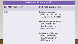 Haematopoietic stem cell
BCR-ABL1 Positive MPN BCR-ABL1 Negative MPN
CML Polycythemia vera
- JAK2V617F mutation or
- JAK2 exon 12 mutation
Essential thrombocythemia
- JAK2 mutation or
- CALR mutation or
- MPL Mutation
Primary myelofibrosis
- JAK2 mutation or
- CALR mutation or
- MPL mutation
 