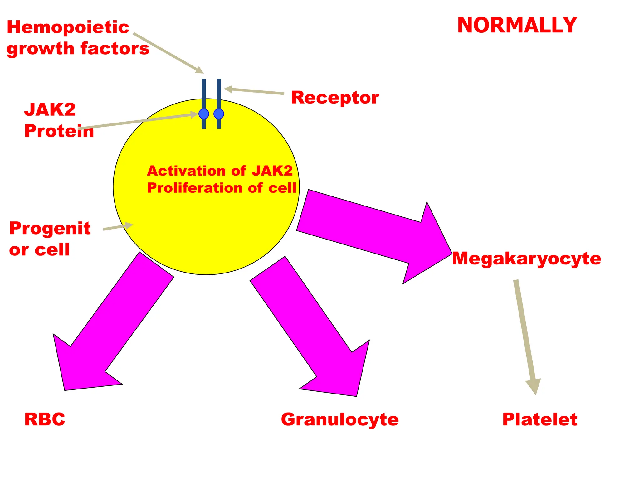 Activation of JAK2
Proliferation of cell
Receptor
Hemopoietic
growth factors
JAK2
Protein
Progenit
or cell
RBC Granulocyte
Megakaryocyte
Platelet
NORMALLY
 