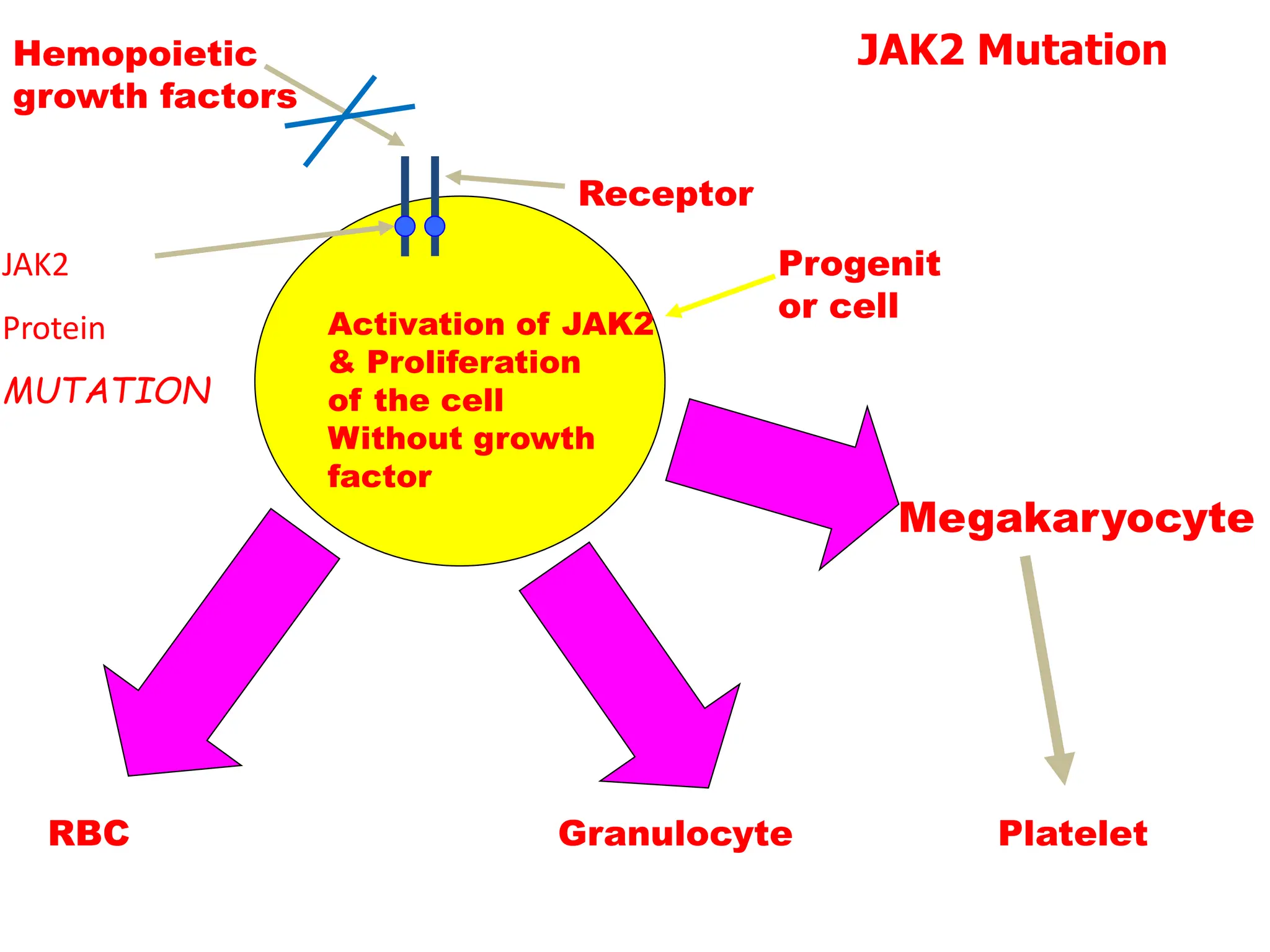 Activation of JAK2
& Proliferation
of the cell
Without growth
factor
Receptor
Hemopoietic
growth factors
JAK2
Protein
MUTATION
Progenit
or cell
RBC Granulocyte
Megakaryocyte
Platelet
JAK2 Mutation
 
