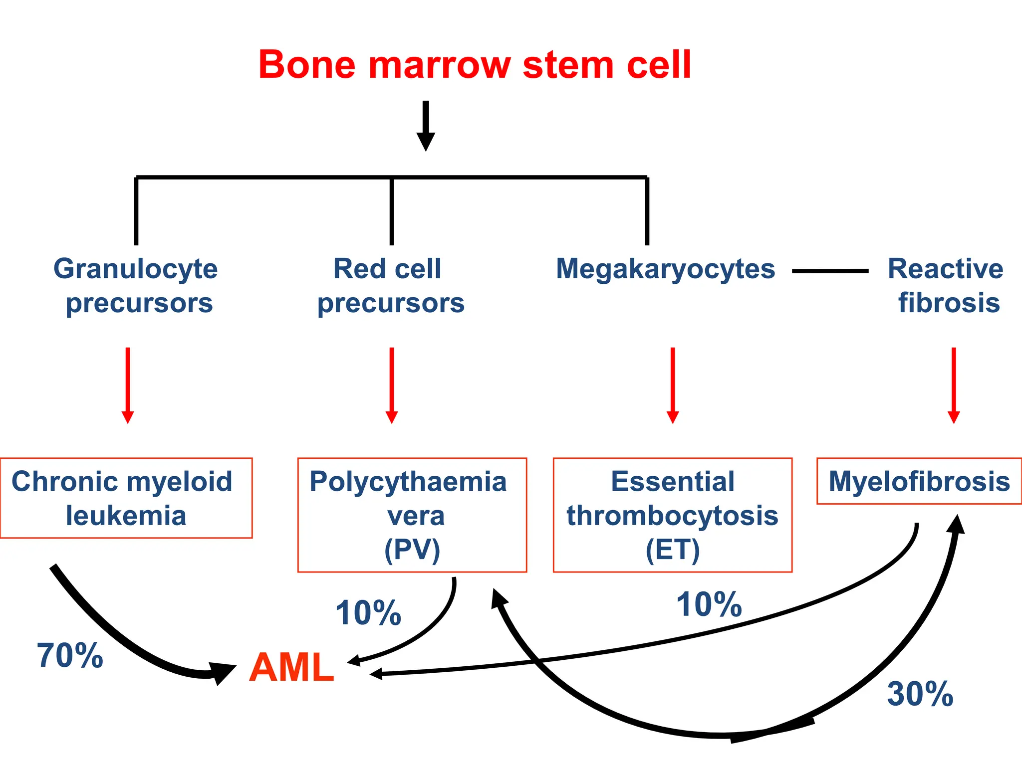 Bone marrow stem cell
Clonal abnormality
Granulocyte
precursors
Red cell
precursors
Megakaryocytes Reactive
fibrosis
Essential
thrombocytosis
(ET)
Polycythaemia
vera
(PV)
Myelofibrosis
AML
Chronic myeloid
leukemia
70%
10% 10%
30%
 