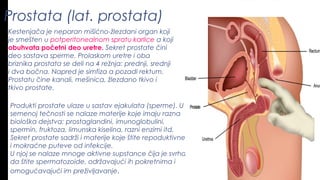 Prostata (lat. prostata)
Kestenjača je neparan mišićno-žlezdani organ koji
je smešten u potperitonealnom spratu karlice a koji
obuhvata početni deo uretre. Sekret prostate čini
deo sastava sperme. Prolaskom uretre i oba
briznika prostata se deli na 4 režnja: prednji, srednji
i dva bočna. Napred je simfiza a pozadi rektum.
Prostatu čine kanali, mešinica, žlezdano tkivo i
tkivo prostate.
Produkti prostate ulaze u sastav ejakulata (sperme). U
semenoj tečnosti se nalaze materije koje imaju razna
biološka dejstva: prostaglandini, imunoglobulini,
spermin, fruktoza, limunska kiselina, razni enzimi itd.
Sekret prostate sadrži i materije koje štite repoduktivne
i mokraćne puteve od infekcije.
U njoj se nalaze mnoge aktivne supstance čija je svrha
da štite spermatozoide, održavajući ih pokretnima i
omogućavajući im preživljavanje.
 