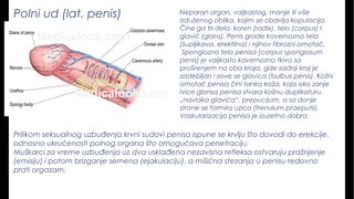 Polni ud (lat. penis) Neparan organ, valjkastog, manje ili više
izduženog oblika, kojim se obavlja kopulacija.
Čine ga tri dela: koren (radix), telo (corpus) I
glavić (glans). Penis grade kavernozna tela
(šupljikava, erektilna) i njihov fibrozni omotač.
Spongiozno telo penisa (corpus spongiosum
penis) je valjkasto kavernozno tkivo sa
proširenjem na oba kraja, gde zadnji kraj je
zadebljan i zove se glavica (bulbus penis). Kožni
omotač penisa čini tanka koža, koja oko zanje
ivice glansa penisa stvara kožnu duplikaturu,
„navlaka glavića“, prepucijum, a sa donje
strane se formira uzica (frenulum praeputii).
Vaskularizacija penisa je izuzetno dobra.
Prilikom seksualnog uzbuđenja krvni sudovi penisa ispune se krvlju što dovodi do erekcije,
odnosno ukrućenosti polnog organa što omogućava penetraciju.
Muškarci za vreme uzbuđenja uz dva usklađena nezavisna refleksa ostvaruju pražnjenje
(emisiju) i potom brizganje semena (ejakulaciju), a mišićna stezanja u penisu redovno
prati orgazam.
 