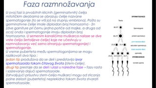 Faza razmnožavanja
U ovoj fazi iz prvobitnih klicinih (germinativnih) ćelija
mitotičkim deobama se obrazuju ćelije nazvane
spermatogonije (to se vrši još na stupnju embriona). Pošto su
germinativne ćelije imale diploidan broj hromozoma - 2n
(dve garniture pri čemu jedna potiče od majke, a druga od
oca) onda i spermatogonije imaju diploidan broj
hromozoma. U semenim kanalićima muškarca nalaze se dve
vrste ćelija Sertolijeve ćelije( koje ne učestvuju u
razmnožavanju već samo ishranjuju spermatogonije) i
spermatogonije.
U vreme puberteta među spermatogonijama se mogu
razlikovati dva tipa :
jedan tip produžava da se deli i predstavlja izvor
spermatozoida tokom čitavog života (stem-ćelije),
drugi tip prestaje da se deli i ulazi u naredne faze – fazu rasta
i sazrevanja dajući spermatozoide.
Zahvaljujući prisustvu stem-ćelija muškarci mogu od sticanja
polne zrelosti (puberteta) neprekidno tokom života stvarati
spermatozoide.
 