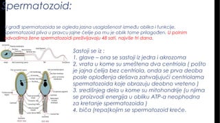 Spermatozoid:
U građi spermatozoida se ogleda jasna usaglašenost između oblika i funkcije.
Spermatozoid pliva u pravcu jajne ćelije pa mu je oblik tome prilagođen. U polnim
odvodima žene spermatozoidi preživljavaju 48 sati, najviše tri dana.
Sastoji se iz :
1. glave – ona se sastoji iz jedra i akrozoma
2. vrata u kome su smeštena dva centriola ( pošto
je jajna ćelija bez centriola, onda se prva deoba
posle oplođenja dešava zahvaljujući centriolama
spermatozoida koje obrazuju deobno vreteno )
3. središnjeg dela u kome su mitohondrije (u njima
se proizvodi energija u obliku ATP-a neophodna
za kretanje spermatozoida )
4. biča (repa)kojim se spermatozoid kreće.
 
