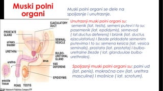 Muski polni
organi
Muski polni organi se dele na
spoljasnje i unutrasnje.
Unutrasnji muski polni organi su:
semenik (lat. testis), semeni putevi I to su:
pasemenik (lat. epdidymis), semevod
( lat.ductus deferens) I briznik (lat. ductus
ejaculatorius) I žlezde pridodate semenim
putevima I to su: semena kesica (lat. vesica
seminalis), prostata (lat. prostata) I bulbo-
uretralne žlezde ( lat. glanduulae bulbo-
urethrales).
Spoljasnji muski polni organi su: polni ud
(lat. penis), mokraćna cev (lat. urethra
masculine) I mošnice ( lat. scrotum).
 