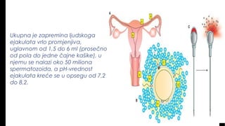 Ukupna je zapremina ljudskoga
ejakulata vrlo promjenjiva,
uglavnom od 1,5 do 6 ml (prosečno
od pola do jedne čajne kašike), u
njemu se nalazi oko 50 miliona
spermatozoida, a pH-vrednost
ejakulata kreće se u opsegu od 7,2
do 8,2.
 