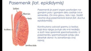 Pasemenik (lat. epididymis)
Pasemenik je parni organ postavljen na
gornjem polu i gornjem delu zadnje ivice
semenika. On ima glavu, telo i rep. Sadrži
veoma dug pasemenicki kanal (lat. ductus
epididymidis).
Kontinuirano odvodi spermu iz testisa,
koja kroz njega putuje oko 4-6 nedelja,
a služi i kao spremnik spermatozoida. U
pasemeniku spermatozoidi ostaju oko
desetak dana i tu zavaršavaju svoj
razvoj.
 