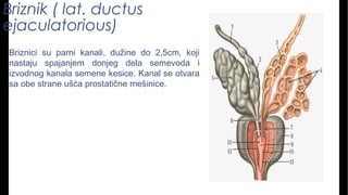 Briznik ( lat. ductus
ejaculatorious)
Briznici su parni kanali, dužine do 2,5cm, koji
nastaju spajanjem donjeg dela semevoda i
izvodnog kanala semene kesice. Kanal se otvara
sa obe strane ušća prostatične mešinice.
 