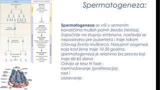 Spermatogeneza:
Spermatogeneza se vrši u semenim
kanalićima muških polnih žlezda (testisa).
Započinje na stupnju embriona, nastavlja se
neposredno pre puberteta i traje tokom
čitavog života muškarca. Nasuprot oogenezi,
koja kod žene traje 10-50 godina,
spermatogeneza je relativno brz proces koji
traje 60-65 dana.
Odvija se kroz tri faze :
razmnožavanje (proliferacija),
rast i
sazrevanje.
 