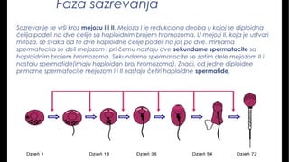 Faza sazrevanja
Sazrevanje se vrši kroz mejozu I i II. Mejoza I je redukciona deoba u kojoj se diploidna
ćelija podeli na dve ćelije sa haploidnim brojem hromozoma. U mejozi II, koja je ustvari 
mitoza, se svaka od te dve haploidne ćelije podeli na još po dve. Primarna
spermatocita se deli mejozom I pri čemu nastaju dve sekundarne spermatocite sa
haploidnim brojem hromozoma. Sekundarne spermatocite se zatim dele mejozom II i
nastaju spermatide(imaju haploidan broj hromozoma). Znači, od jedne diploidne
primarne spermatocite mejozom I i II nastaju četiri haploidne spermatide.
 
