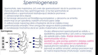 Spermiogeneza
Spermatida, iako haploidna, još uvek nije spermatozoid i da bi to postala ona
mora da prođe kroz fazu spermiogeneze. U toj fazi spermatida se
preobražava u spermatozoid doživljavajući sledeće promene :
1. obrazovanje biča (repa)
2. formiranje akrozoma od Goldžijevog kompleksa; u akrozomu se sintetišu
enzimi koji će pri oplođenju razložiti omotače jajne ćelije
3. odbacivanje najvećeg dela citoplazme da bi se ćelijska masa
spermatozoida smanjila i time omogućila njegova dobra pokretljivost
4. kondezacija hromatina da bi se i jedro maksimalno smanjilo.
Ovako diferencirani spermatozoidi se odlažu u
epididimisu (pasemeniku) i još uvek su nesposobni
da oplode jajnu ćeliju. Krajnje dozrevanje
spermatozoida vrši se u :
epididimisu, gde postaju pokretni i dobijaju zaštitni
omotač s kojim nisu sposobni za oplođenje;u
reproduktivnim kanalima žene (materica i
jajovod) se zaštitni omotač uklanja procesom koji
se naziva kapacitacija (maturacija –sazrevanje).
 