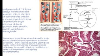 Lejdigova ćelija ili Lajdigova
ćelija je intersticijska ćelija
semenika koja po uticajem
LH adenohipofize sintetiše
grupu androgenih hormona
i male količine drugih
hormona: oksitocin,
lipotropin, beta-endorfin,
dinorfin, angiotenzin i
Prostaglandin.
Nalaze se uz same zidove semenih kanalića. Imaju
krupno asimetrično postavljeno jedro, eozinofilnu
citoplazmu i brojne vezikule ispunjene lipidima kao
i veliku količinu granularnog endoplazmatičnog
retikuluma. Jedro sadrži od jednog do tri jedarca i
velike količine periferno postavljenog
heterohromatina.
 