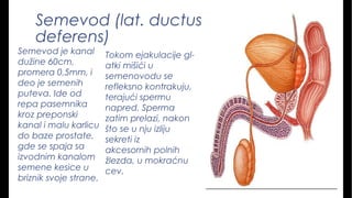 Semevod (lat. ductus
deferens)
Semevod je kanal
dužine 60cm,
promera 0,5mm, i
deo je semenih
puteva. Ide od
repa pasemnika
kroz preponski
kanal i malu karlicu
do baze prostate,
gde se spaja sa
izvodnim kanalom
semene kesice u
briznik svoje strane.
Tokom ejakulacije gl-
atki mišići u
semenovodu se
refleksno kontrakuju,
terajući spermu
napred. Sperma
zatim prelazi, nakon
što se u nju izliju
sekreti iz 
akcesornih polnih
žlezda, u mokraćnu
cev.
 