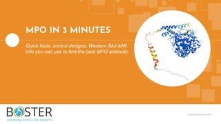 www.bosterbio.com
MPO IN 3 MINUTES
Quick facts, control designs, Western Blot MW.
Info you can use to find the best MPO antibody.
 
