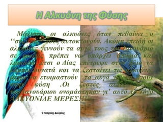 Μάλιστα οι αλκυόνες όταν πεθαίνει ο
‘‘σύζυγος’’ τους αυτοκτονούν. Ακόμη επειδή οι
αλκυόνες γεννούν τα αυγά τους τον Ιανουάριο
σε φωλιές πρέπει να υπάρχει άπνοια και
λιακάδα ,έτσι ο Δίας επέτρεψε στον ήλιο να
λάμπει δυνατά και να ζεσταίνει τις αλκυόνες
μέχρι να ετοιμαστούν τα αυγά για να βγουν
στην φύση .Οι ζεστές αυτές μέρες
του Ιανουάριου ονομάστηκαν γι’ αυτό το λόγο
ΑΛΚΥΟΝΙΔΕ ΜΕΡΕΣ!!!!

 