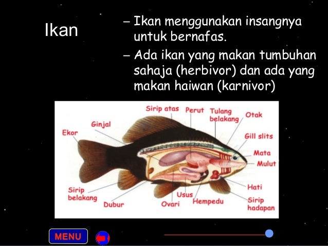 Sains sekolah rendah