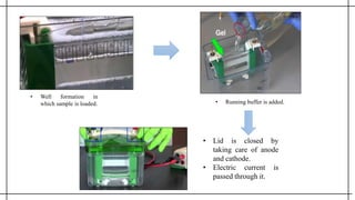 • Well formation in
which sample is loaded.
• Lid is closed by
taking care of anode
and cathode.
• Electric current is
passed through it.
• Running buffer is added.
 