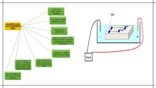 AGAROSE GEL
ELECTROPHOR
ESIS:
Commonly
used support
medium
Less expensive than
cellulose acetate
Equally good
separation
Agar is a complex acidic
polysaccharide containing
monomers of sulfated
galactose
Agarose is a sulfate
free fraction of Agar
Gel is prepared in
buffer and spread
over a microscopic
slide
A small sample of
serum or biological
fluid is applied by
cutting into the gel
with a sharp edge
The electrophoretic
rum takes about 90
minutes
 