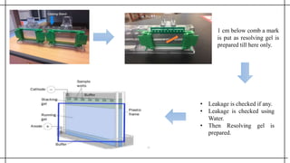 1 cm below comb a mark
is put as resolving gel is
prepared till here only.
• Leakage is checked if any.
• Leakage is checked using
Water.
• Then Resolving gel is
prepared.
 