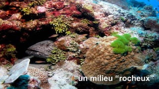 un milieu “rocheux”
 